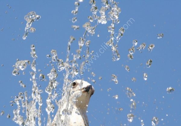 Animals 31
